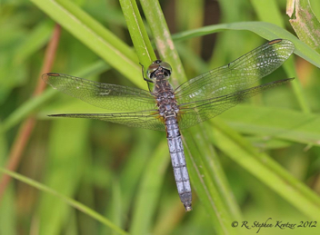 Pachydiplax longipennis, female